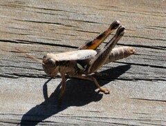 Melanoplus plebejus
