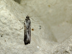 Acrobasis obliqua