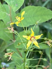 Lysimachia terrestris