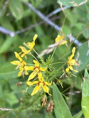 Lysimachia terrestris