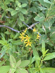 Lysimachia terrestris