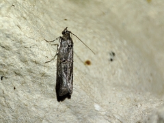 Acrobasis obliqua