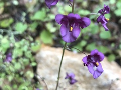 Diascia parviflora