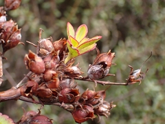 Veronica macrantha brachyphylla