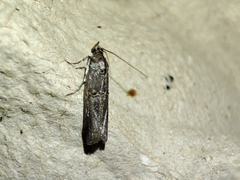 Acrobasis obliqua