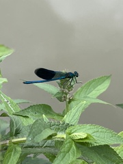 Calopteryx splendens