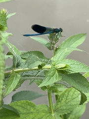 Calopteryx splendens