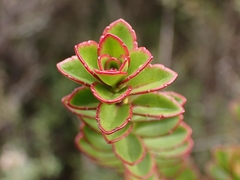 Veronica macrantha brachyphylla