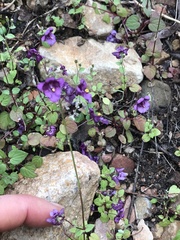 Diascia parviflora
