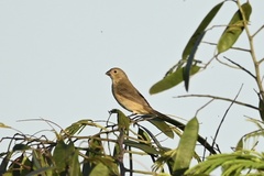 Sporophila castaneiventris