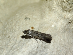 Acrobasis obliqua
