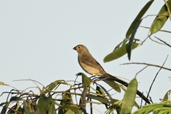 Sporophila castaneiventris