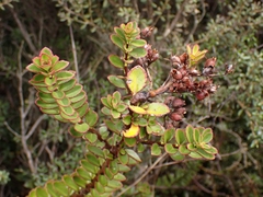 Veronica macrantha brachyphylla