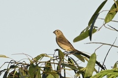 Sporophila castaneiventris