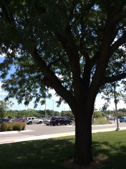 Gleditsia triacanthos inermis