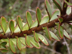 Veronica macrantha brachyphylla