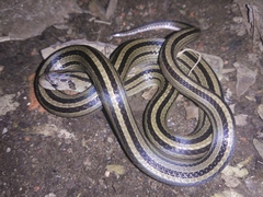 Oligodon octolineatus