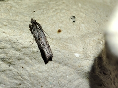 Acrobasis obliqua
