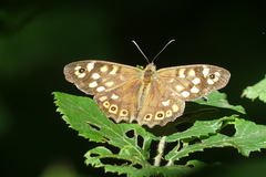 Pararge aegeria tircis