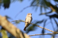 Pyrocephalus rubinus