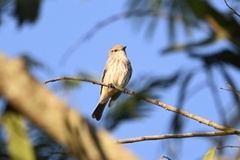 Pyrocephalus rubinus