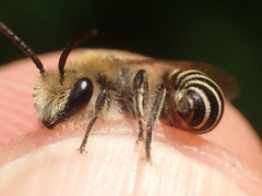Colletes succinctus