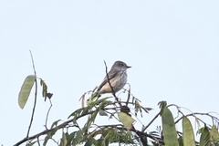 Pyrocephalus rubinus