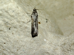 Acrobasis obliqua