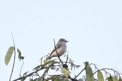 Pyrocephalus rubinus