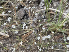 Eriogonum spergulinum