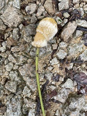 Parkia speciosa