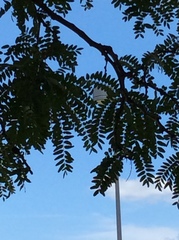 Gleditsia triacanthos inermis