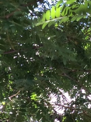 Gleditsia triacanthos inermis