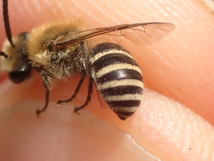 Colletes succinctus
