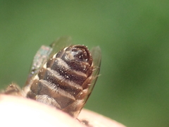 Colletes succinctus