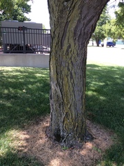 Gleditsia triacanthos inermis