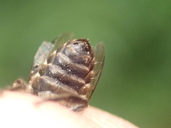 Colletes succinctus