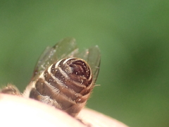 Colletes succinctus