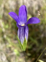Gentianopsis holopetala