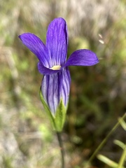 Gentianopsis holopetala