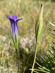 Gentianopsis holopetala