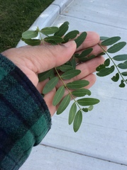 Gleditsia triacanthos inermis
