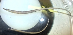 Microphis retzii