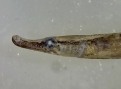 Microphis retzii