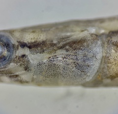 Microphis retzii