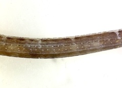 Microphis retzii