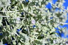 Stemodia lanata