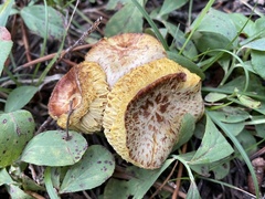 Suillus megaporinus