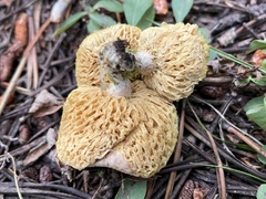 Suillus megaporinus