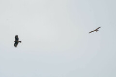 Milvus migrans lineatus